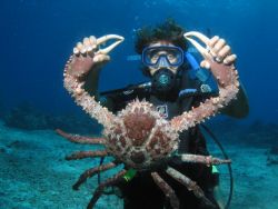 Spider Crab caught off West coast of Puerto Rico, made a ... by John Thompson 